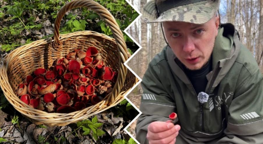 Еще до появления желанных сморчков и сморчковых шапочек