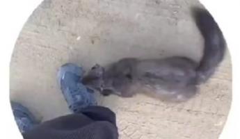 Бешеная куница атаковала подростка в Жабинке. Власти объявили карантин на 2 месяца