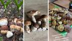 Где в Беларуси пошли боровики, бабки и маслята? Белорусы закидали TikTok видео урожая