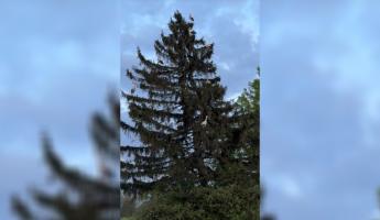 «В природе всё пошло не так» — Белорус снял десяток аистов в неожиданном месте